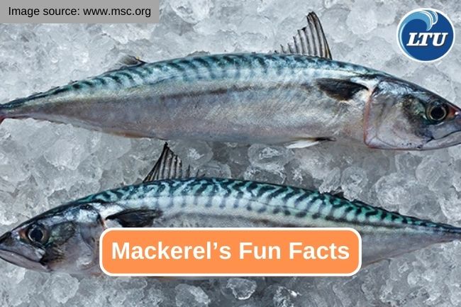 10 Fascinating Fun Facts About Mackerel